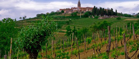 obrázek - Novaki Motovunski