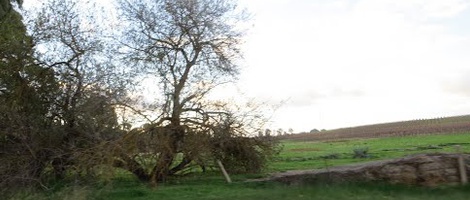 obrázek - Seppeltsfield