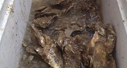 obrázek - Steinhatchee River