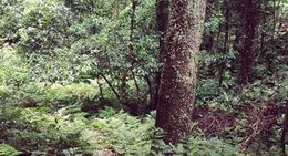 obrázek - Box Cutting Rainforest Walk