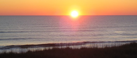 obrázek - Sanderling