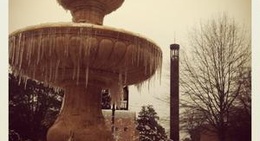 obrázek - Magnolia AR