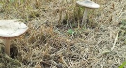 obrázek - Santa Cecilia