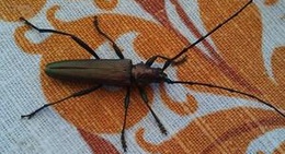 obrázek - Шервудский Луг