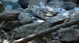 obrázek - Heavenly Acres Campground