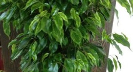 obrázek - Cumali Mahallesi