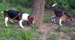 obrázek - City of Rogers Greenway