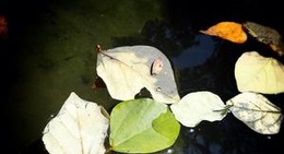 obrázek - San Agustin Etla