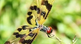 obrázek - Darwin, Northern Territory, Australia