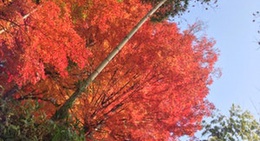 obrázek - 最上山公園