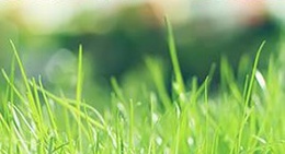 obrázek - Lawn-Care