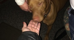 obrázek - T J's Tavern