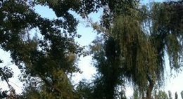 obrázek - Parcul Bragadiru