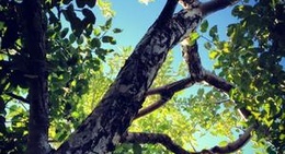 obrázek - Verger Laval Gagnon