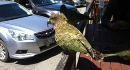 obrázek - The Wobbly Kea