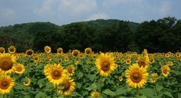 obrázek - 畑の前河川敷