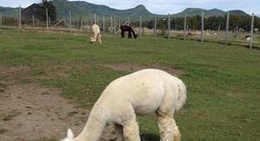 obrázek - Alpagas Charlevoix