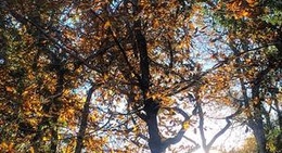 obrázek - Pé da Serra