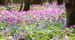 obrázek - 男山自然公園