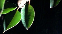 obrázek - Parc National Andasibe Mantadia