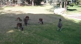 obrázek - Yanchep National Park