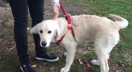 obrázek - Sandown Park