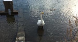 obrázek - 静内川右岸緑地公園