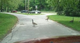 obrázek - Krape Park