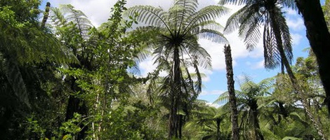 obrázek - Okere Falls