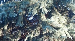 obrázek - Sittin' Under the Tree