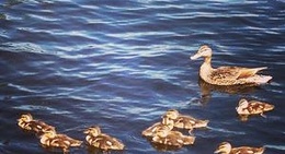 obrázek - Calabogie Lake