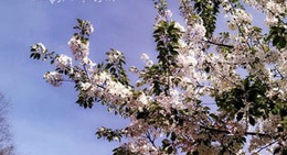 obrázek - Zait & Zatar (زيت وزعتر)