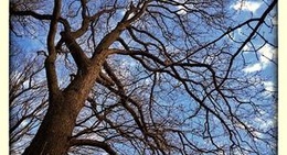 obrázek - Auf Drei Eichen