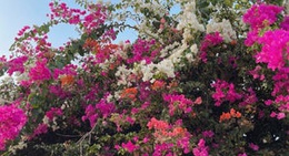 obrázek - Maamoura Beach