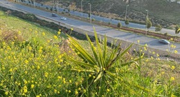 obrázek - talet abdun