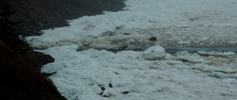 obrázek - Birch Plain