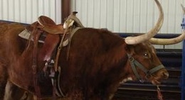 obrázek - Roosevelt County Fairgrounds