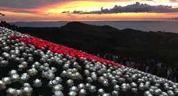 obrázek - 16,000 Blossoms