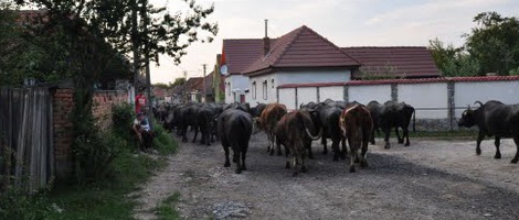 obrázek - Porumbacu de Sus