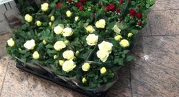 obrázek - Torgkvartalet