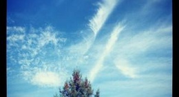 obrázek - Cranberry Festival