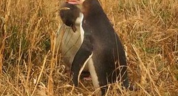 obrázek - Katiki Point