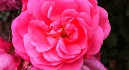 obrázek - Europa-Rosarium