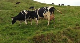 obrázek - Vacas Leiteiras