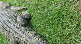 obrázek - Snakes Down Under