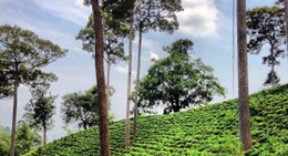 obrázek - ไร่ชาระมิงค์ Raming Tea Plantation