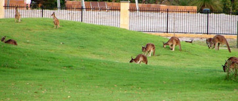 obrázek - The Vines