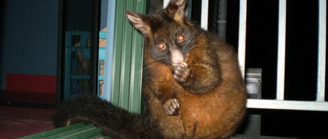 obrázek - Grindelwald