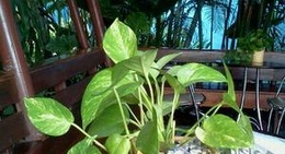 obrázek - Café Amazon (คาเฟ่ อเมซอน)