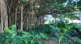 obrázek - Fogarty Park